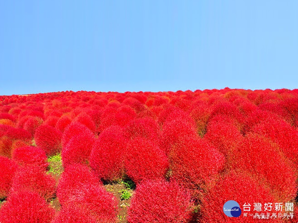 從10月上旬開始，形狀可愛的掃帚草會變成紅色。