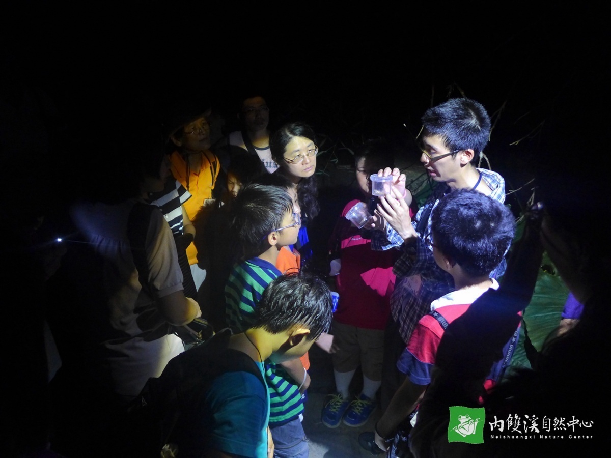 近距離觀察夜間的小精靈們(圖/台北市大地處提供)