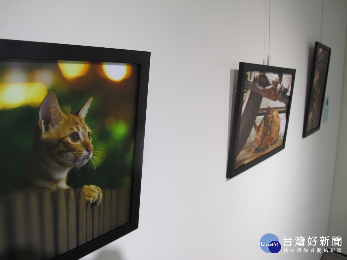 「Hey!我的超能鄰居」 A8藝文中心動物保護主題展