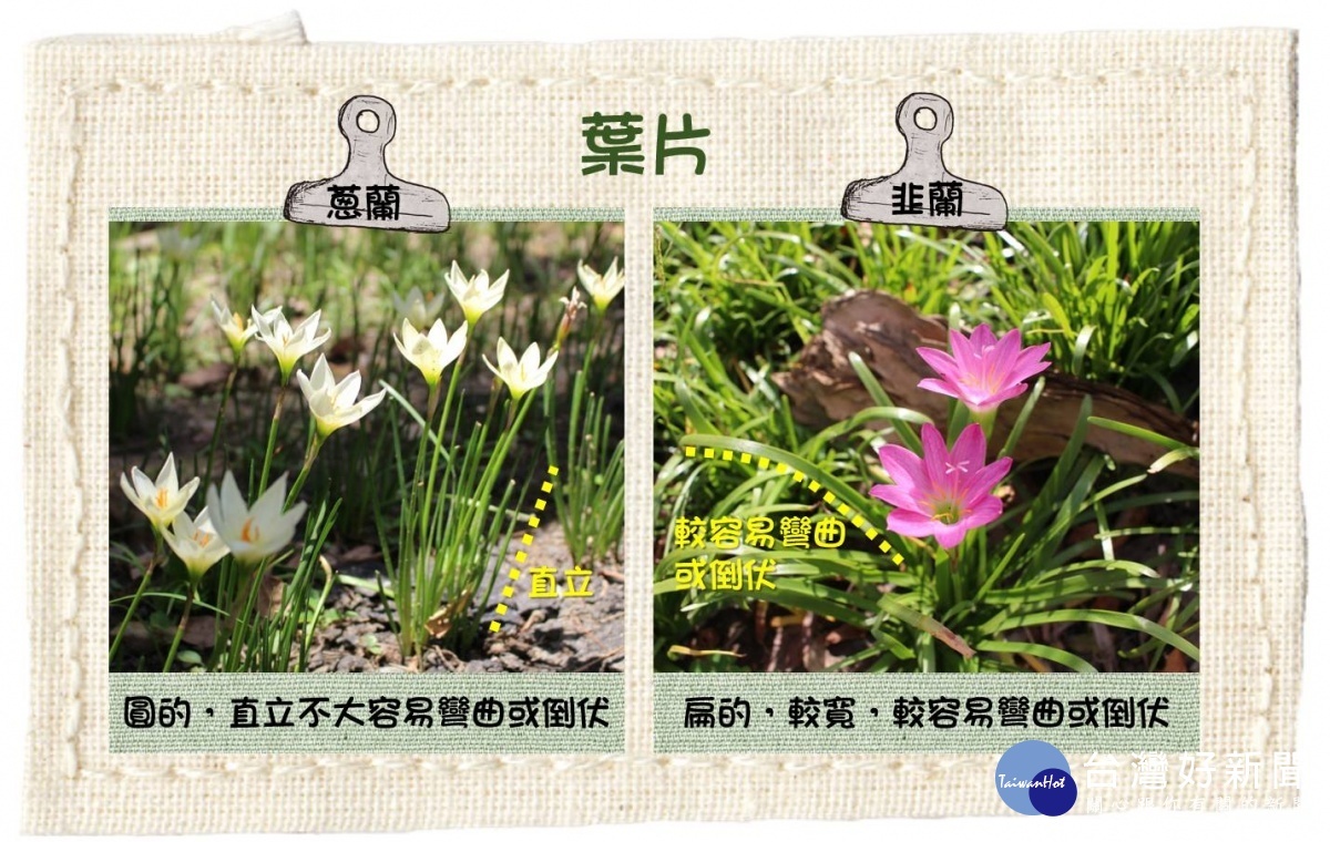 (圖/台北市公園處提供)