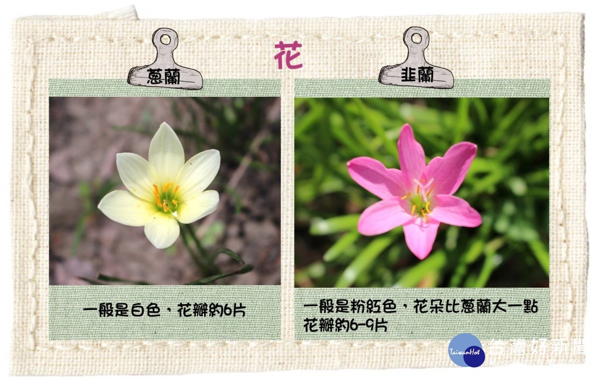 (圖/台北市公園處提供)