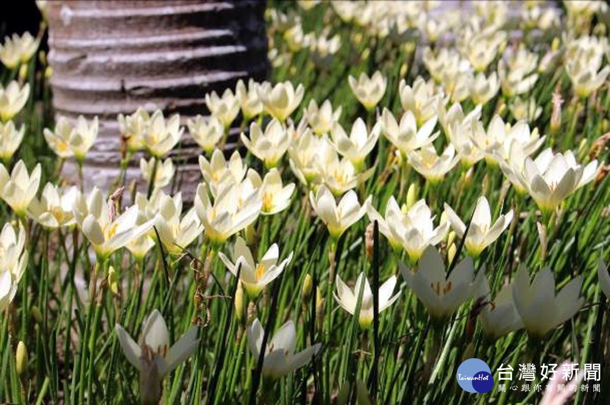 蔥蘭（圖／台北市公園處提供）