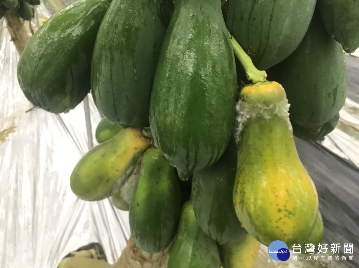 因應近日高雄大雨造成木瓜農損,農委會19日主動公告高雄市木瓜為辦理農業天然災害現金救助及低利貸款的地區與品項,木瓜每公頃救助金額為新台幣7.5萬元。(圖/農委會)