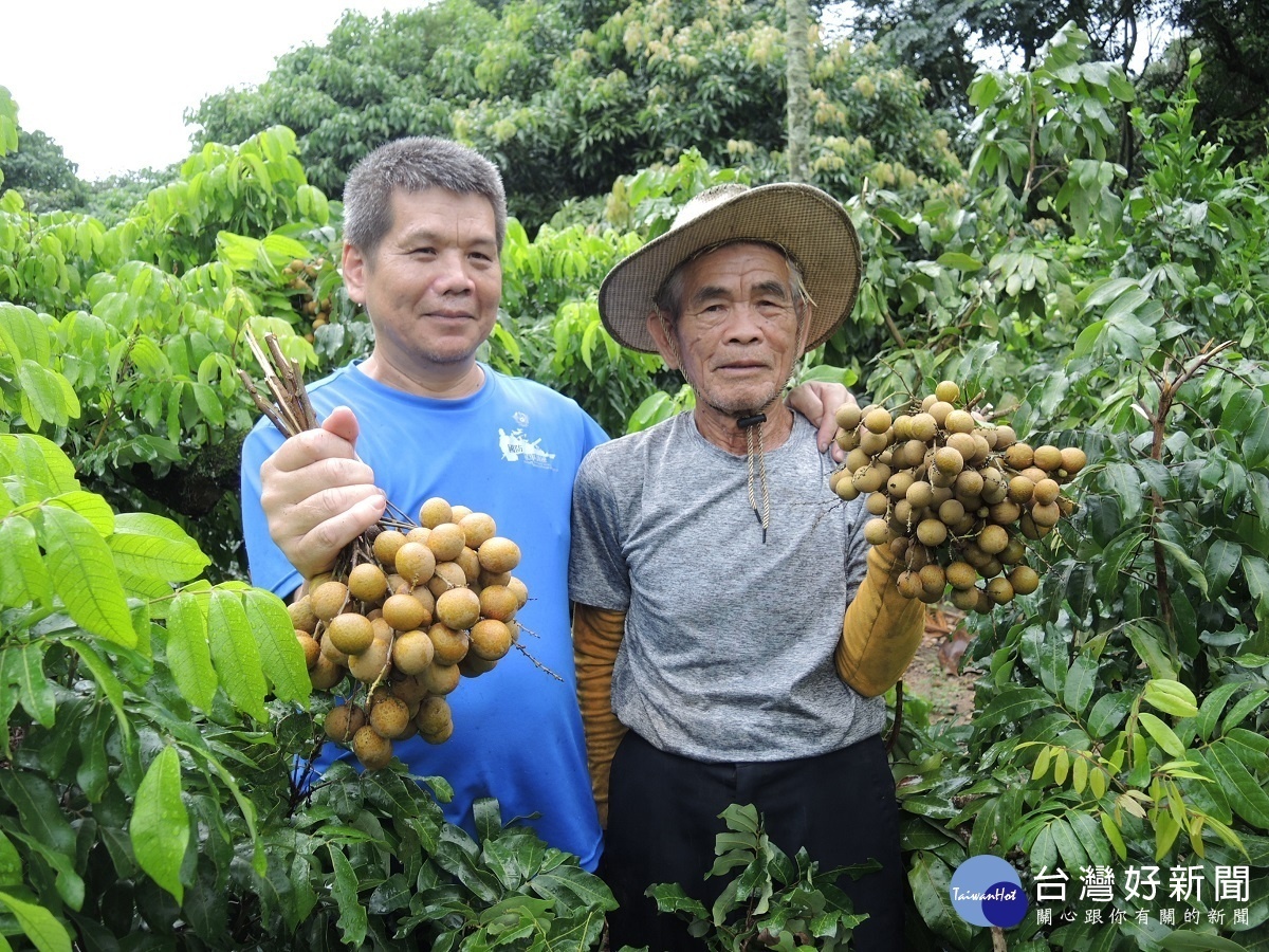 老龍眼樹矮化管理　一枝獨秀大豐收羨煞其他果農