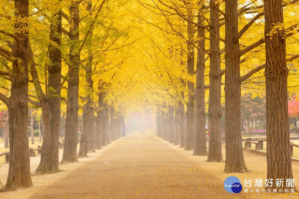 秋季的南怡島是浪漫的代名詞，銀杏與楓樹讓每一處都是偶像劇的最佳取景處。（圖／喜鴻假期提供）