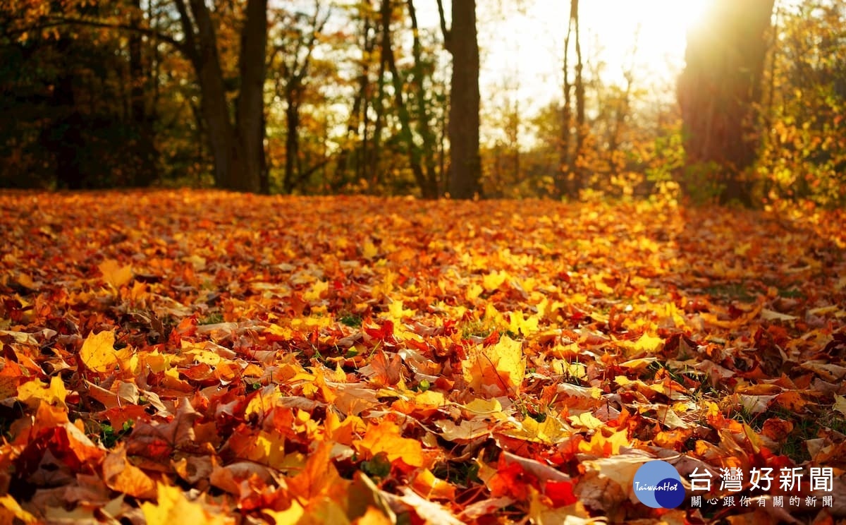 有著「楓葉天堂」之稱的阿岡昆省立公園在秋季遍地紅葉，在陽光照映下反射出橙黃色彩，是許多人的鏡頭捕捉手。（圖／喜鴻假期提供）