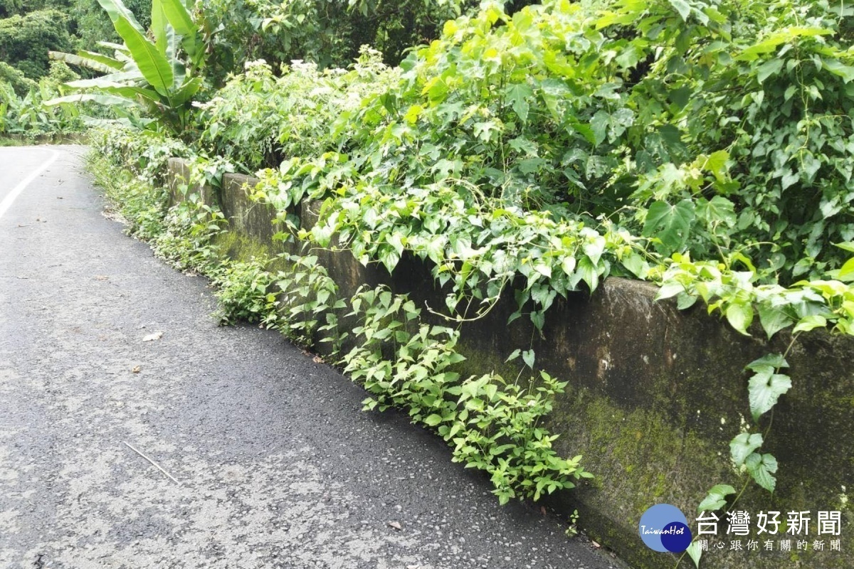 小花蔓澤蘭全國防治日全民護樹除綠癌 蕃新聞