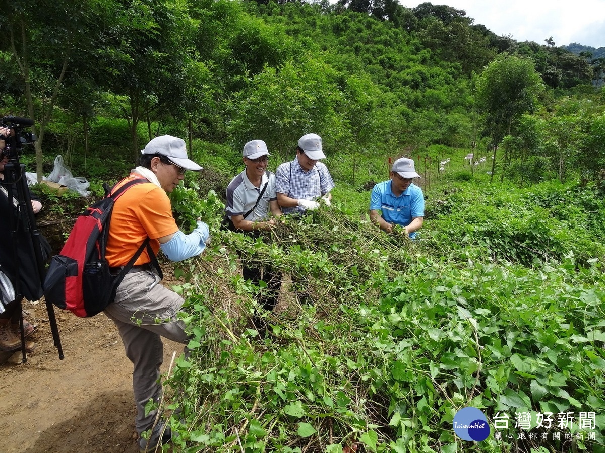 參加民眾一起拔除小花蔓澤蘭。