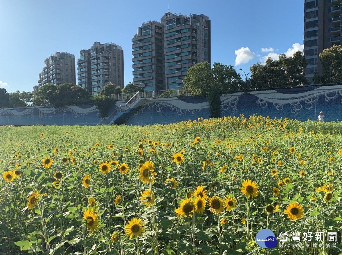 美堤河濱公園向日葵花海盛開約7成(圖/台北市水利處提供)