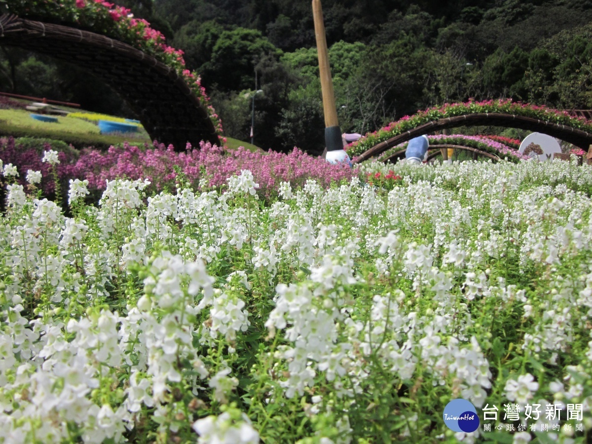 天使花海(圖/台北市公園處提供)