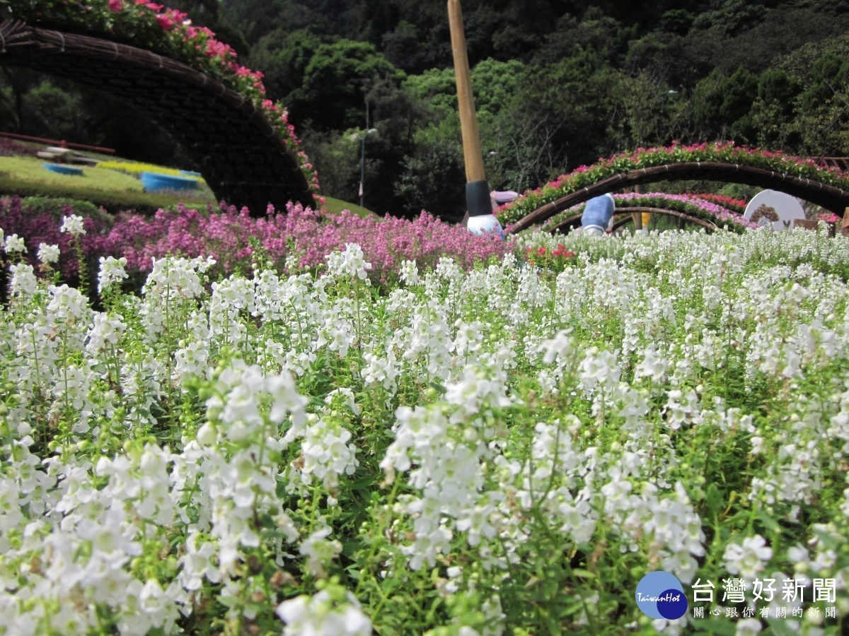 天使花海（圖／台北市公園處提供）