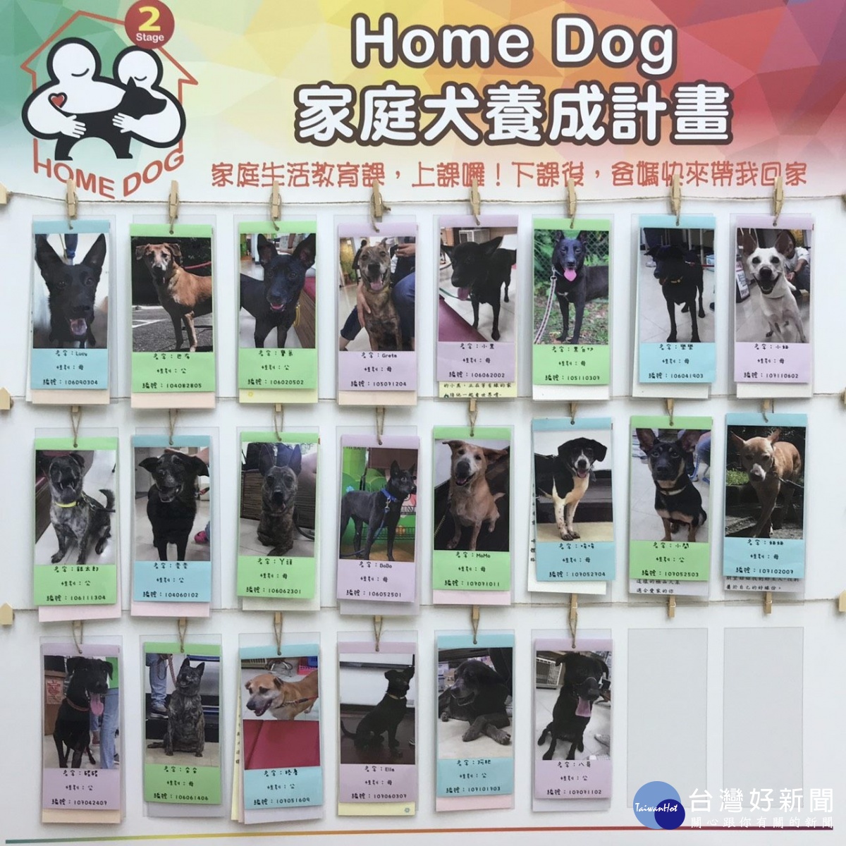 家庭犬養成計畫7位毛孩被認養回家 台灣好新聞taiwanhot Net 家庭犬養成計畫7位毛孩被認養回家 台灣好新聞taiwanhot Net