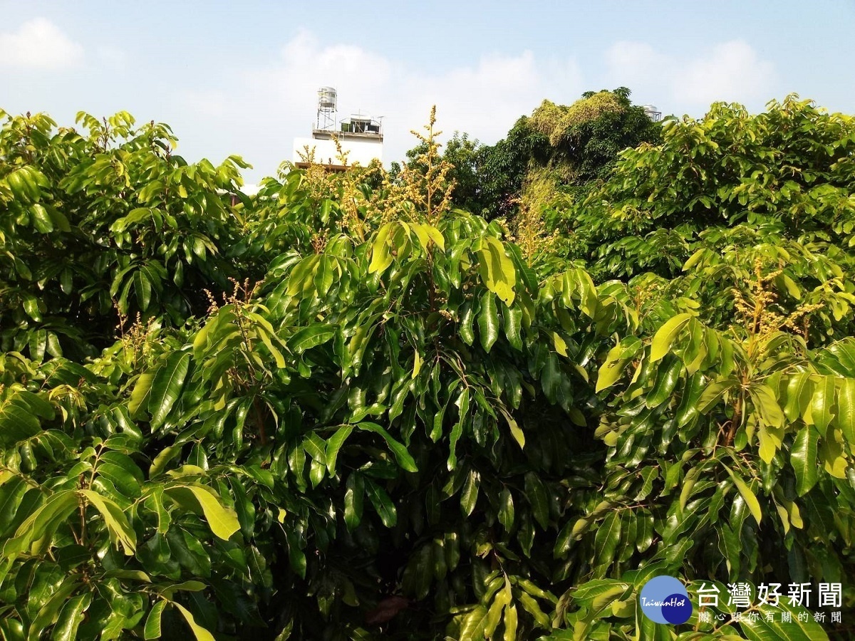 清水岩寺龍眼樹花開二度 民眾嘖嘖稱奇