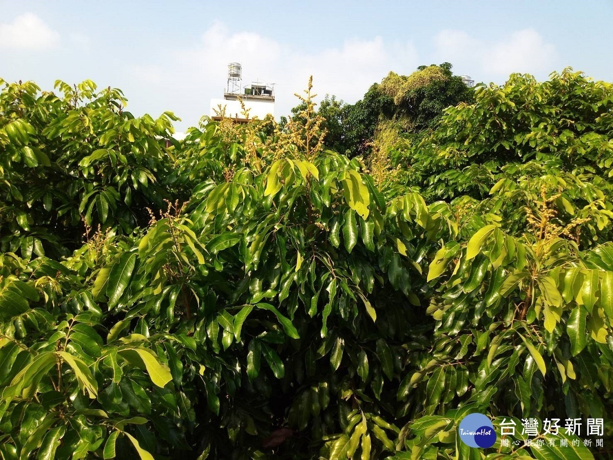 清水岩寺龍眼樹花開二度　民眾嘖嘖稱奇