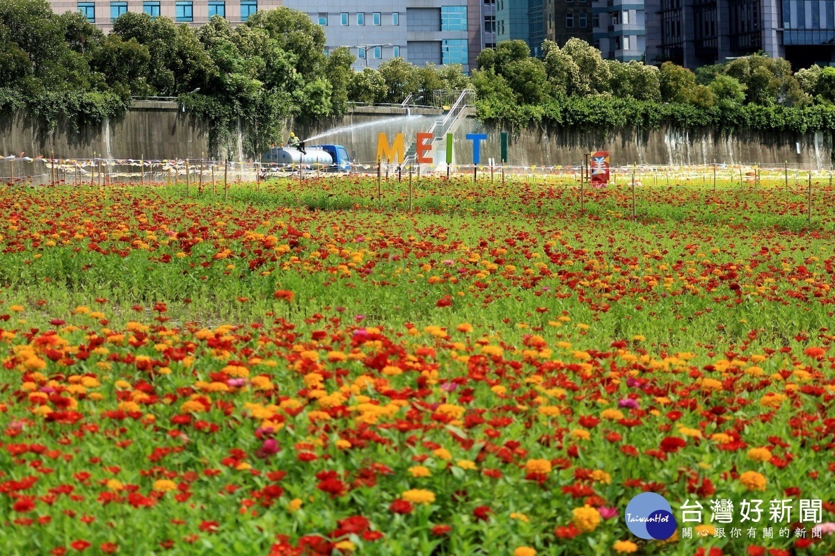 美堤花海將近4000坪（圖／台北市水利處提供）