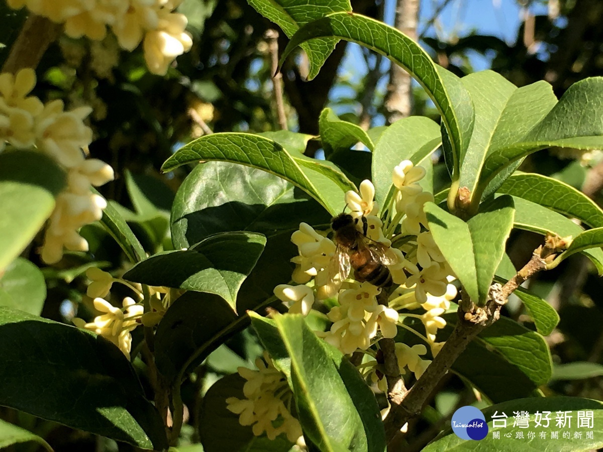 自然農法經營吸引蜜蜂蝴蝶蜘蛛等。（記者扶小萍攝）