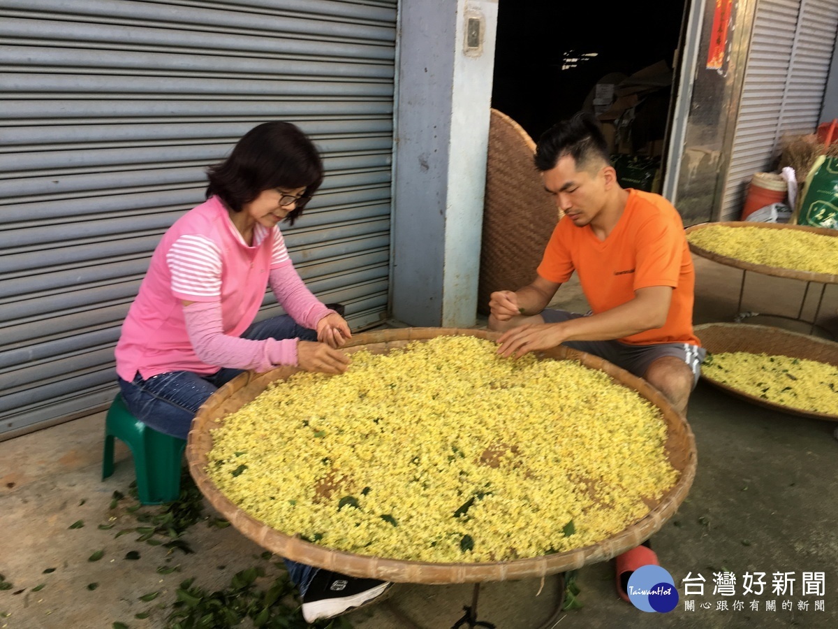 檢枝整理需耗費人力且不能傷及花朵。（記者扶小萍攝）