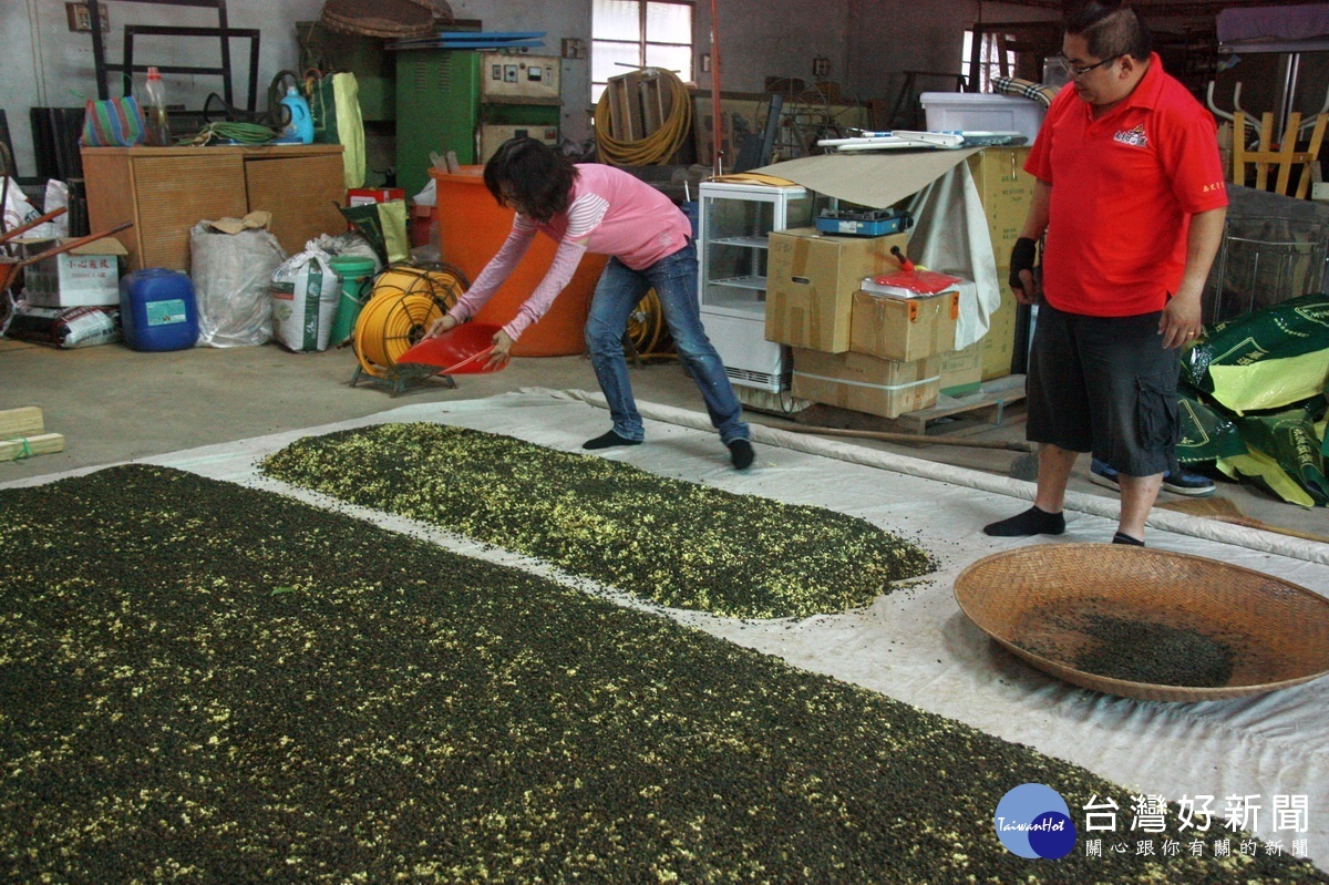 桂花與茶葉依一定比例混和攪拌再靜置烘焙。（記者扶小萍攝）