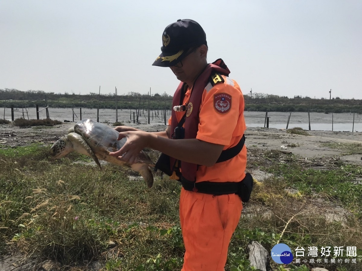 彰化沿海首見一級保育綠蠵龜擱淺　海巡協助返回大海