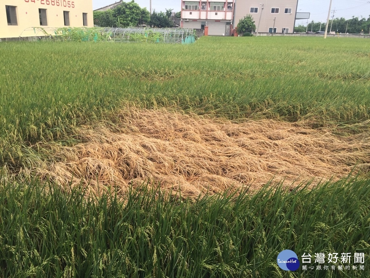 水稻生育期飛蝨聚集危害 中區農改場呼籲農民加強防治工作