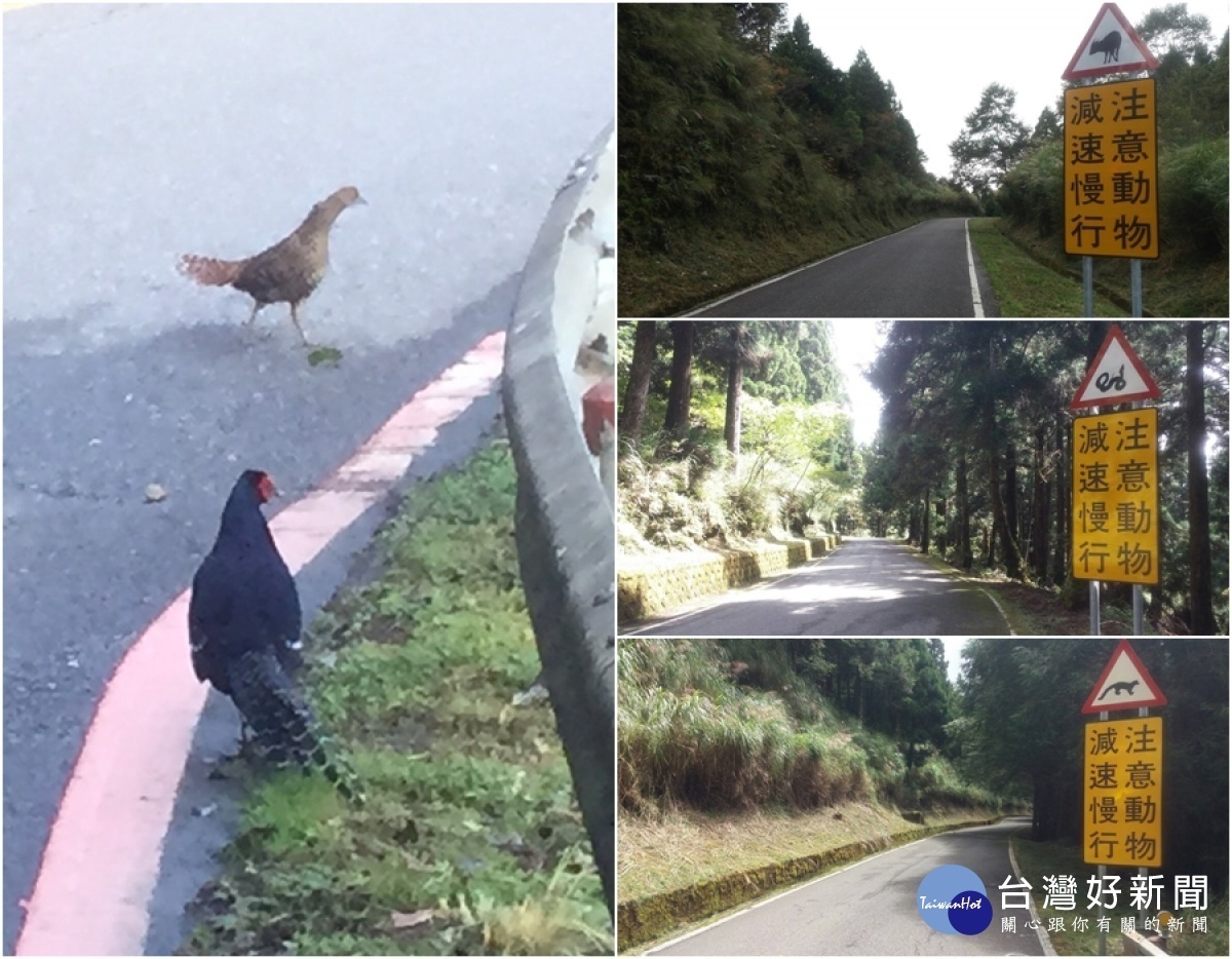 保護野生動物太平山森林遊樂區設告示牌防路殺 台灣好新聞taiwanhot Net 保護野生動物太平山森林遊樂區設告示牌防路殺 台灣好新聞taiwanhot Net
