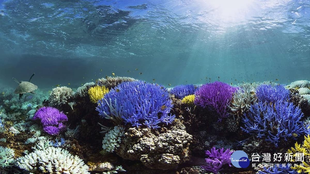 珊瑚自發螢光保護色。