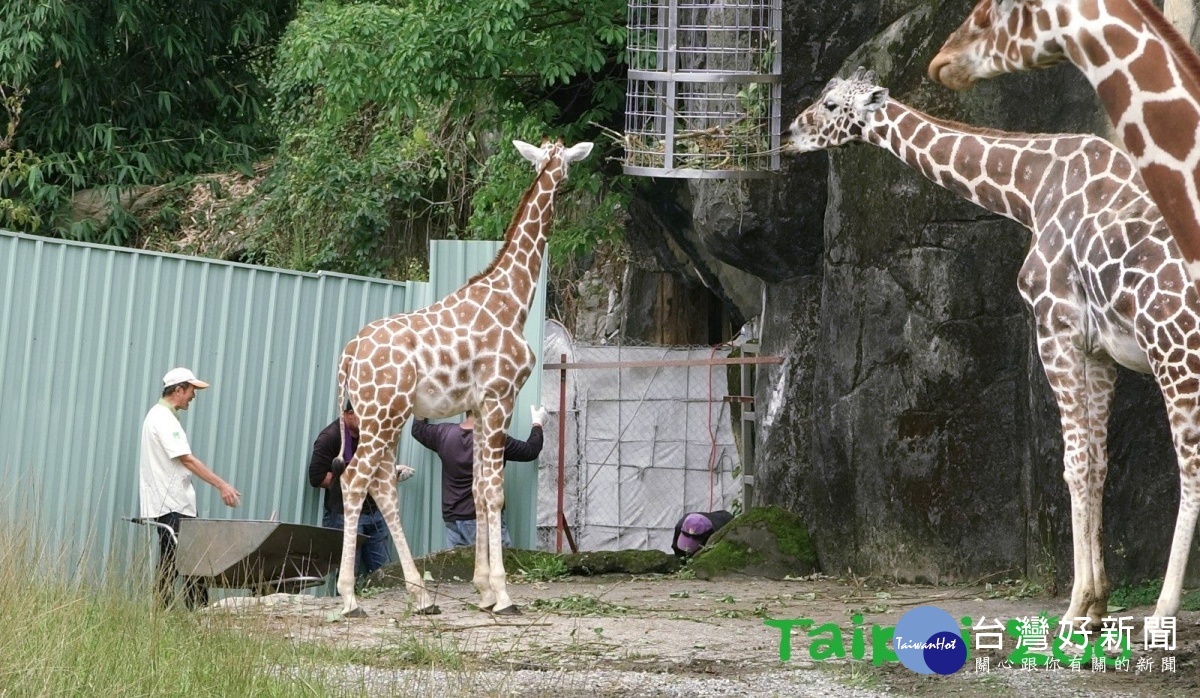(圖/台北市立動物園提供)