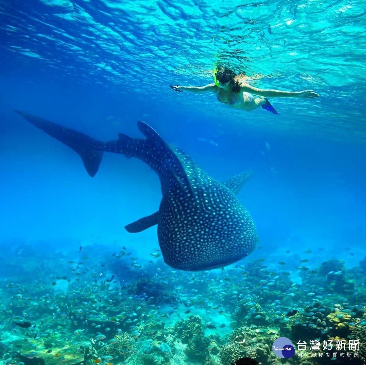 能與「世界上體型最大的魚類」鯨鯊近距離接觸的歐斯陸,是地球上極少數可以和鯨鯊共游的海域。