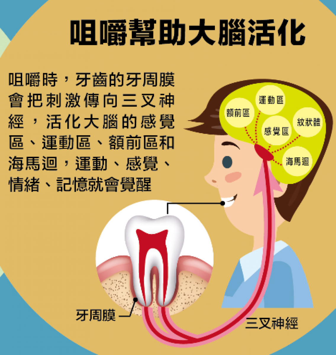 維持口腔健康、鍛鍊咀嚼力,有助活化大腦;靈活吞嚥功能,就能均衡攝取營養;降低失智、失能發生機率,才能從容自在地面對銀髮海嘯、快樂享受銀髮生活。(圖/台灣前進文化發展協會提供)