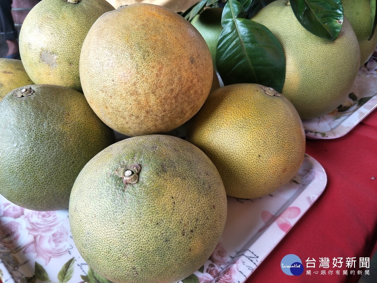 霜降時節正是品嚐西施柚的好時機,農民宋家益種植的西施柚,又香又甜。圖/記者鄧富珍攝