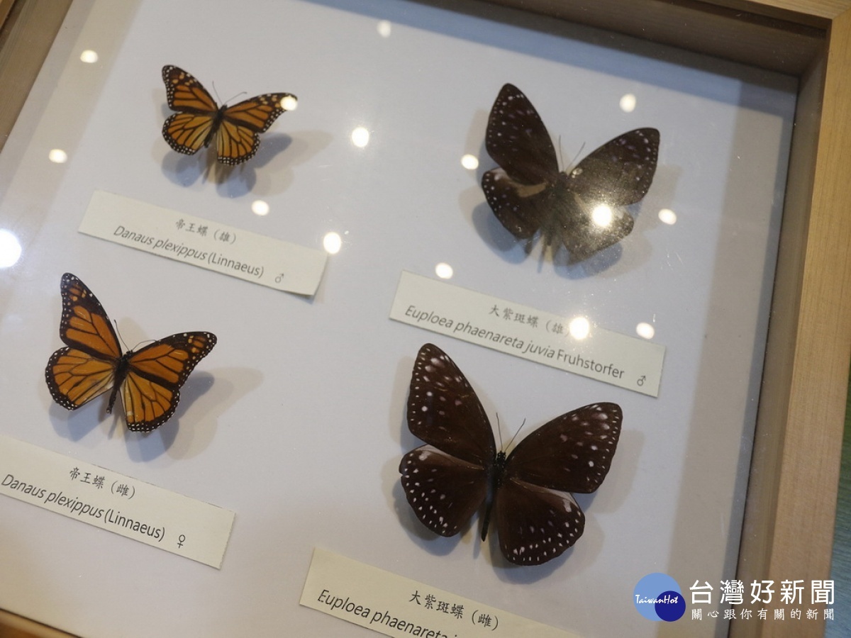 中興大學與科博館合辦蝴蝶展展出百餘種珍貴蝴蝶標本 台灣好新聞taiwanhot Net 中興大學與科博館合辦蝴蝶展展出百餘種珍貴蝴蝶標本 台灣好新聞taiwanhot Net