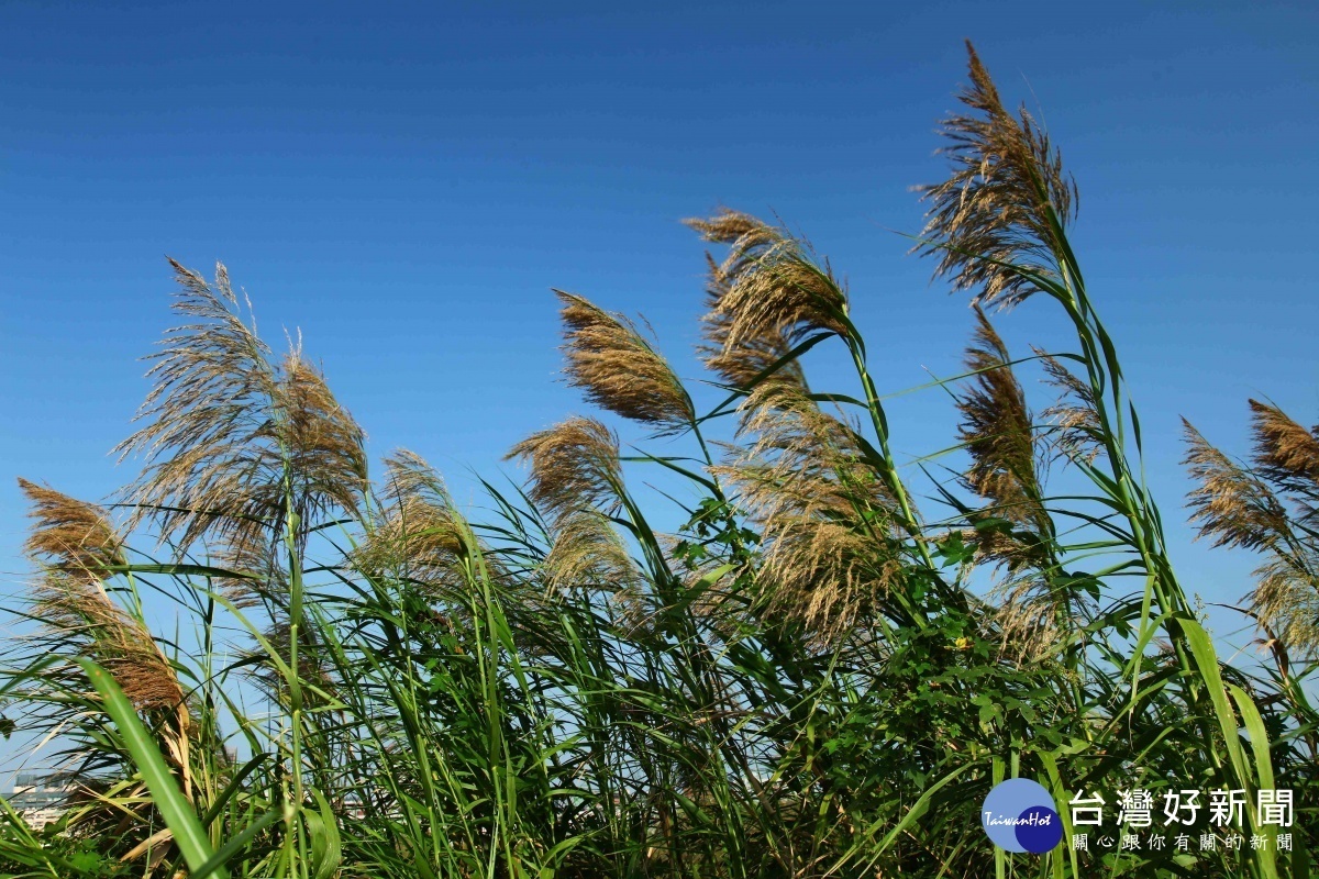 棲地維護工作的移除目標－蘆葦，是社子島周邊濕地常見的濕地植物之一（圖／台北市水利處提供）