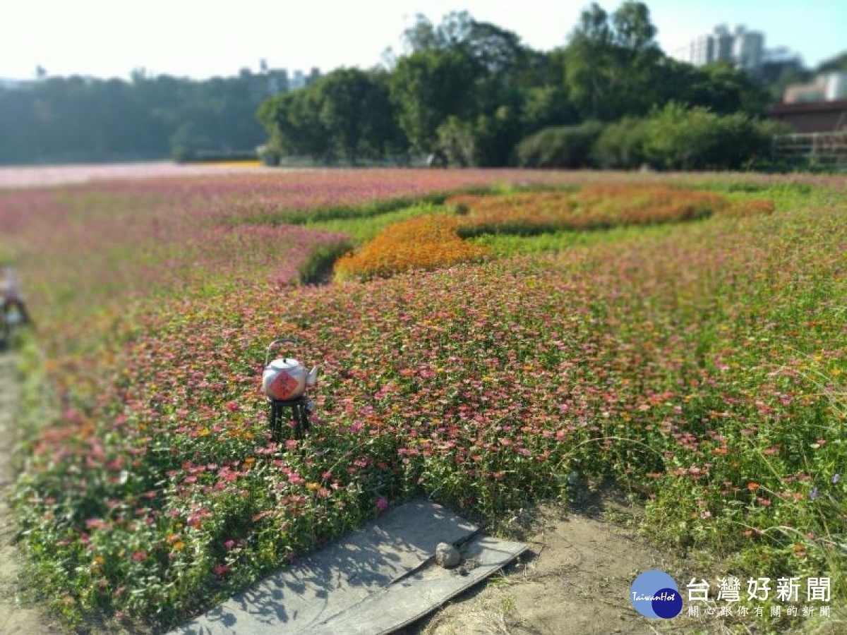 大溪花彩節將展開,百日草等各式花卉開滿田間,其中花卉與農田交錯的景象,極具農村特色。