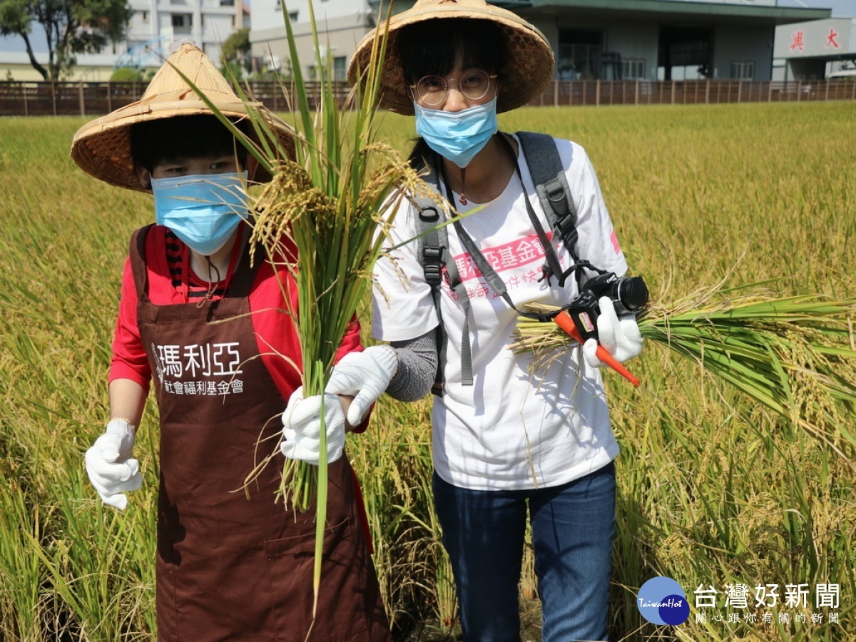 學生割稻情形。林重鎣翻攝