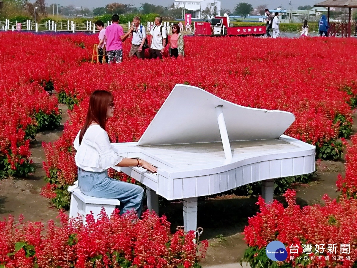 一串紅花區白色鋼琴是許多少女最愛