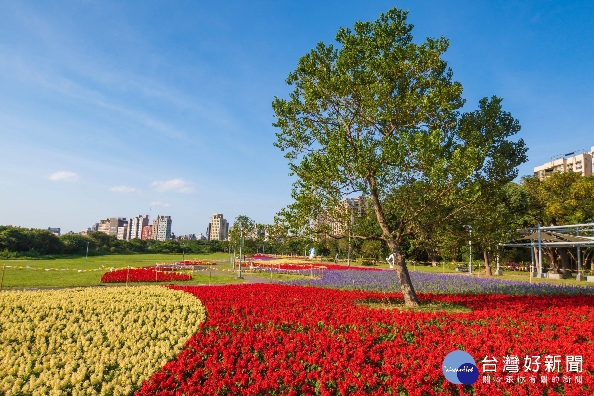 冬季美景限時欣賞 古亭河濱公園花海盛開（圖／台北市水利處提供）