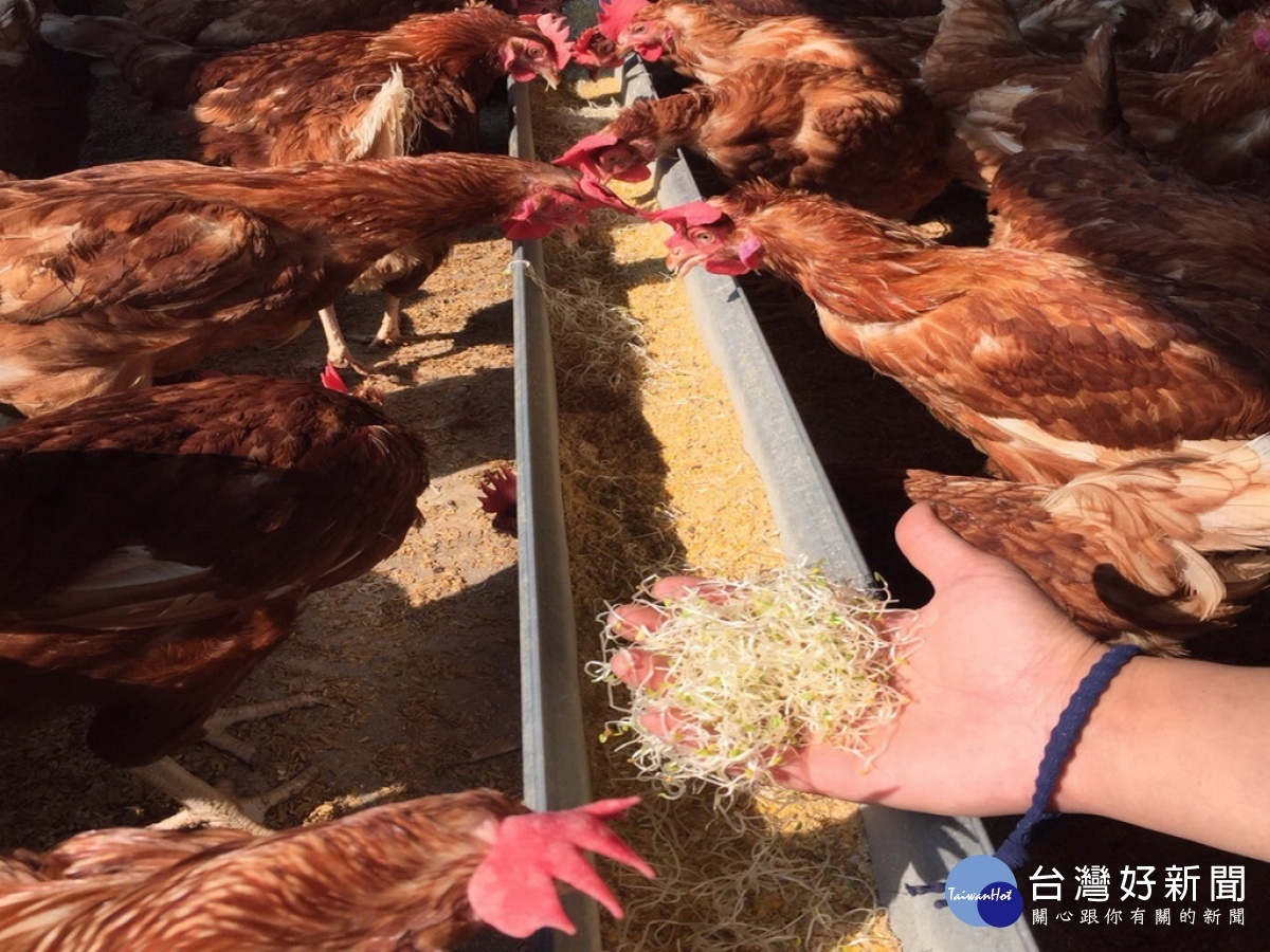 蛋雞愛苜蓿飼料。林重鎣攝