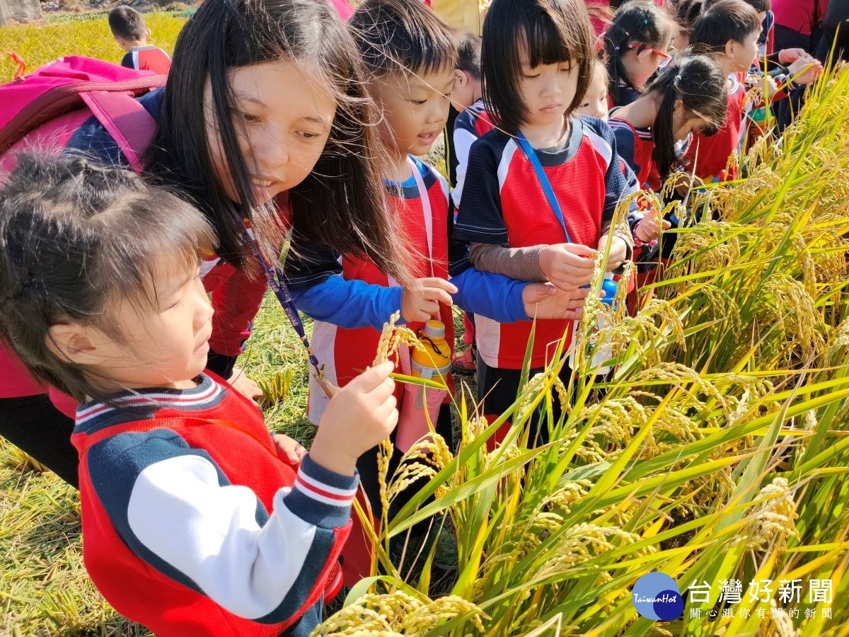 彰化市立幼兒園幼童在老師的教導下，體驗農田的稻香。圖／記者鄧富珍攝