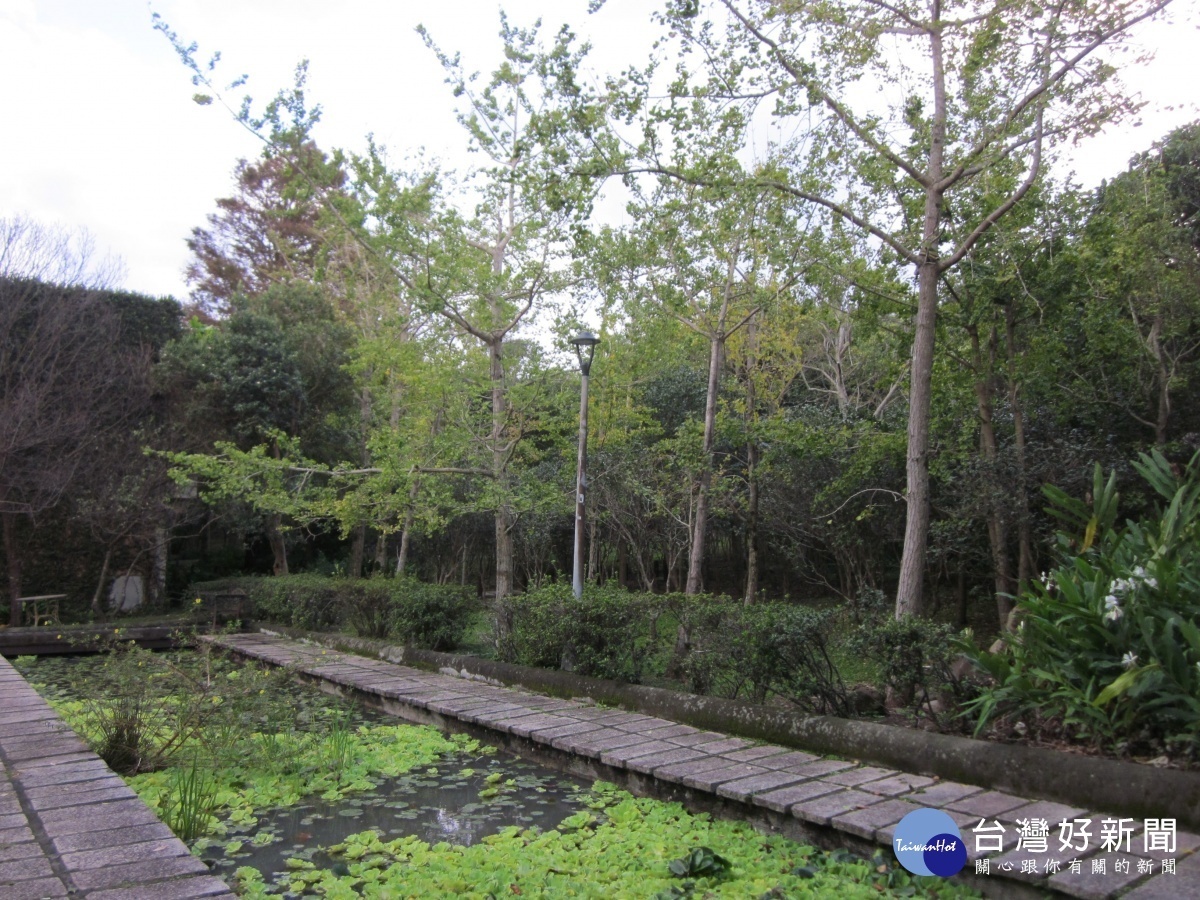 花卉試驗中心生態池旁銀杏林（圖／台北市公園處提供）