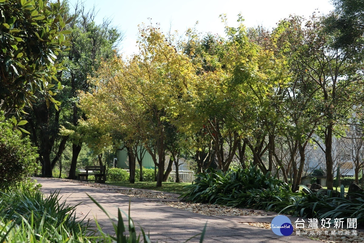 花卉試驗中心黃楓及青楓(圖/台北市公園處提供)