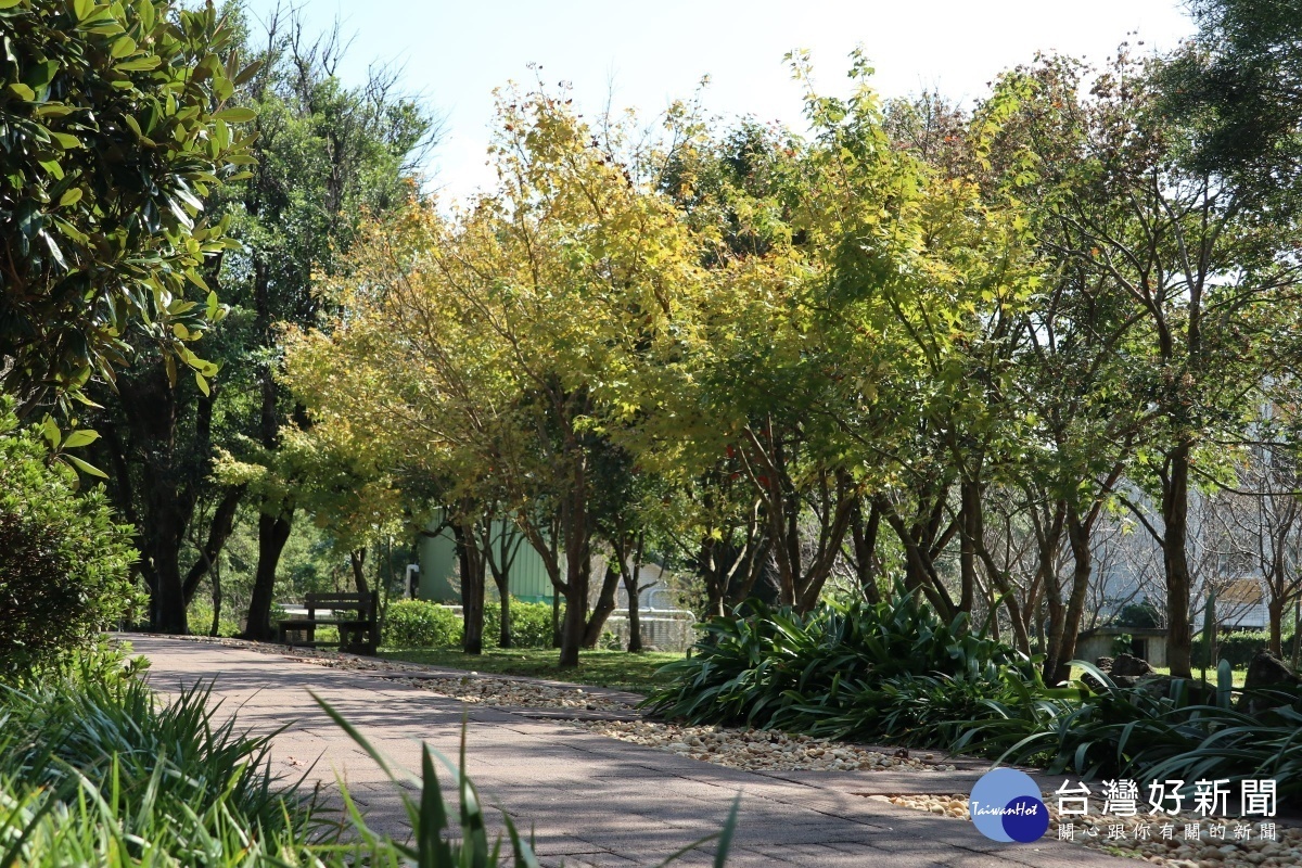 花卉試驗中心黃楓及青楓（圖／台北市公園處提供）