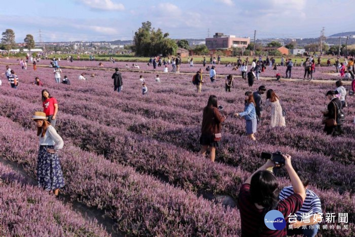 「2019桃園仙草花節」進入第二周「瘋狂饗宴」主題,30日下午舉辦「瘋狂下午茶」野餐活動。