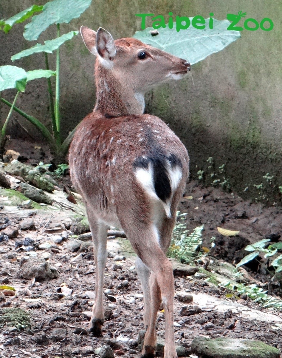 遇到危險時,梅花鹿的尾巴會快速擺動示警(圖/台北市立動物園提供)