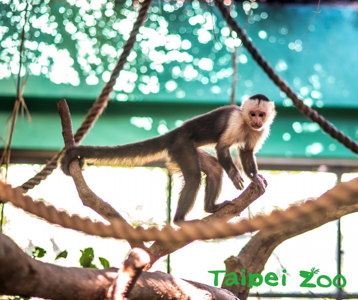 白面捲尾猴的尾巴具有捲握的能力(圖/台北市立動物園提供)