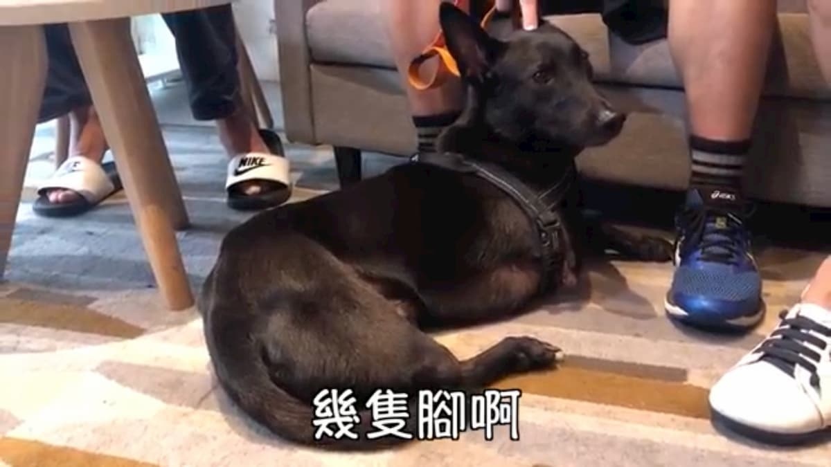 右邊前後腳都因為誤中捕獸夾而失去的「李奧納多」,原本被取名為「左翼」,就是因為希望牠即使只有一邊的翅膀,也可以快樂的飛翔。(圖/截自YouTube)