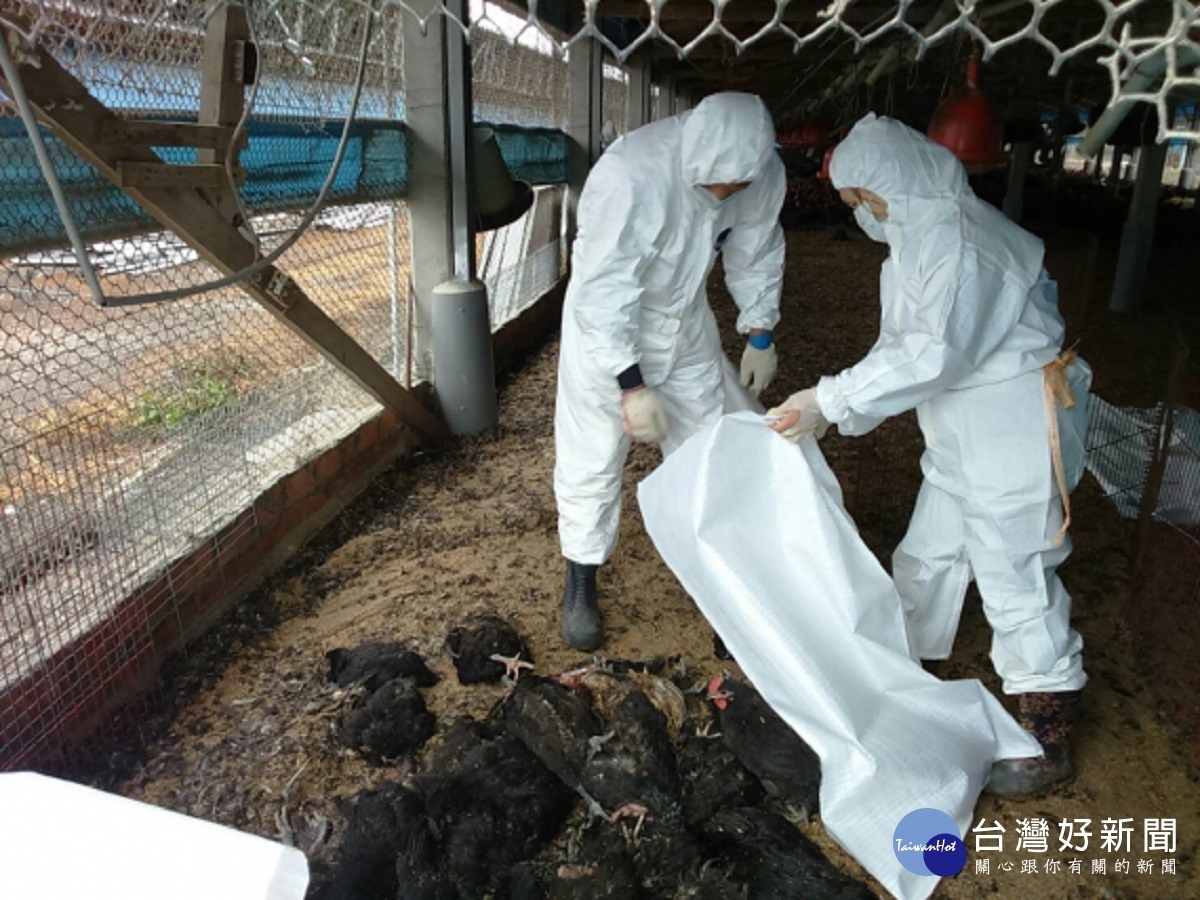 濕冷天氣禽流感疫情發威 大城鄉土雞場撲殺 4萬隻土雞