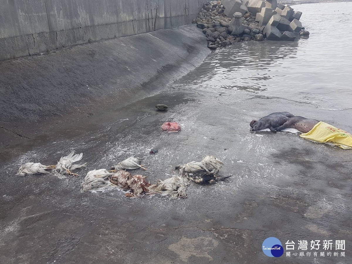 大城鄉海堤連日驚見死亡屠體　海巡全副武裝防疫戒備