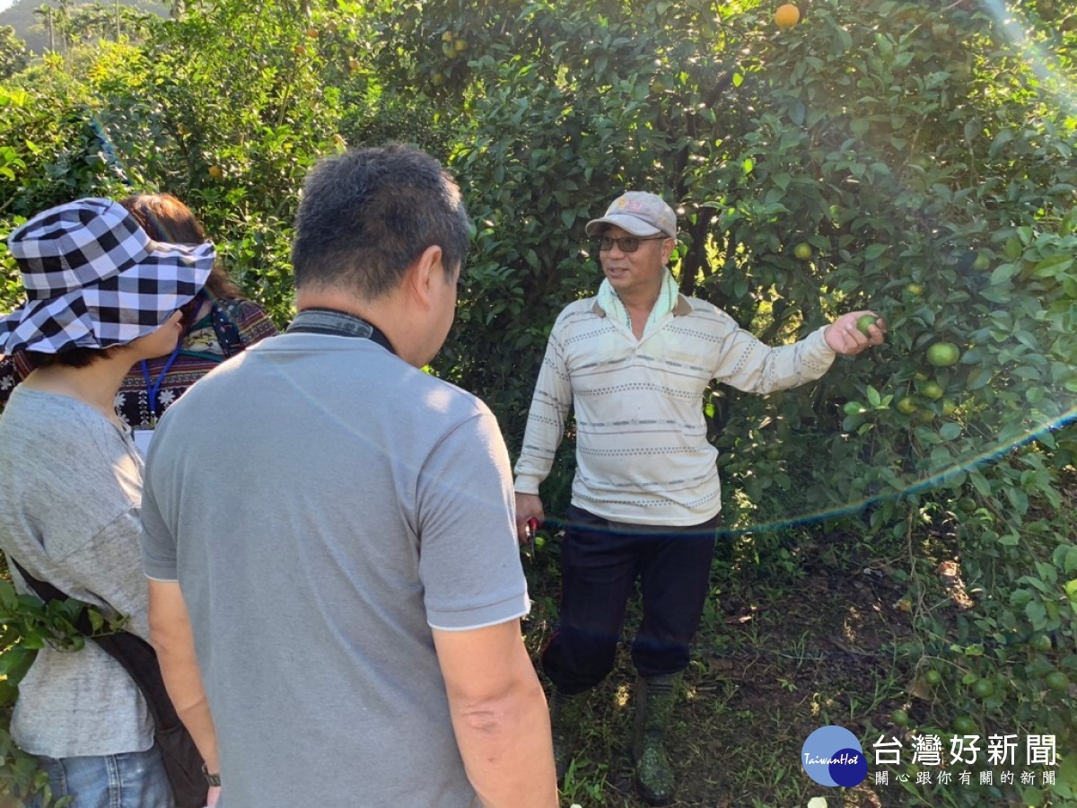 花蓮縣東豐休閒農業區體驗果園採摘砂糖橘。（圖／記者王丰禾攝）