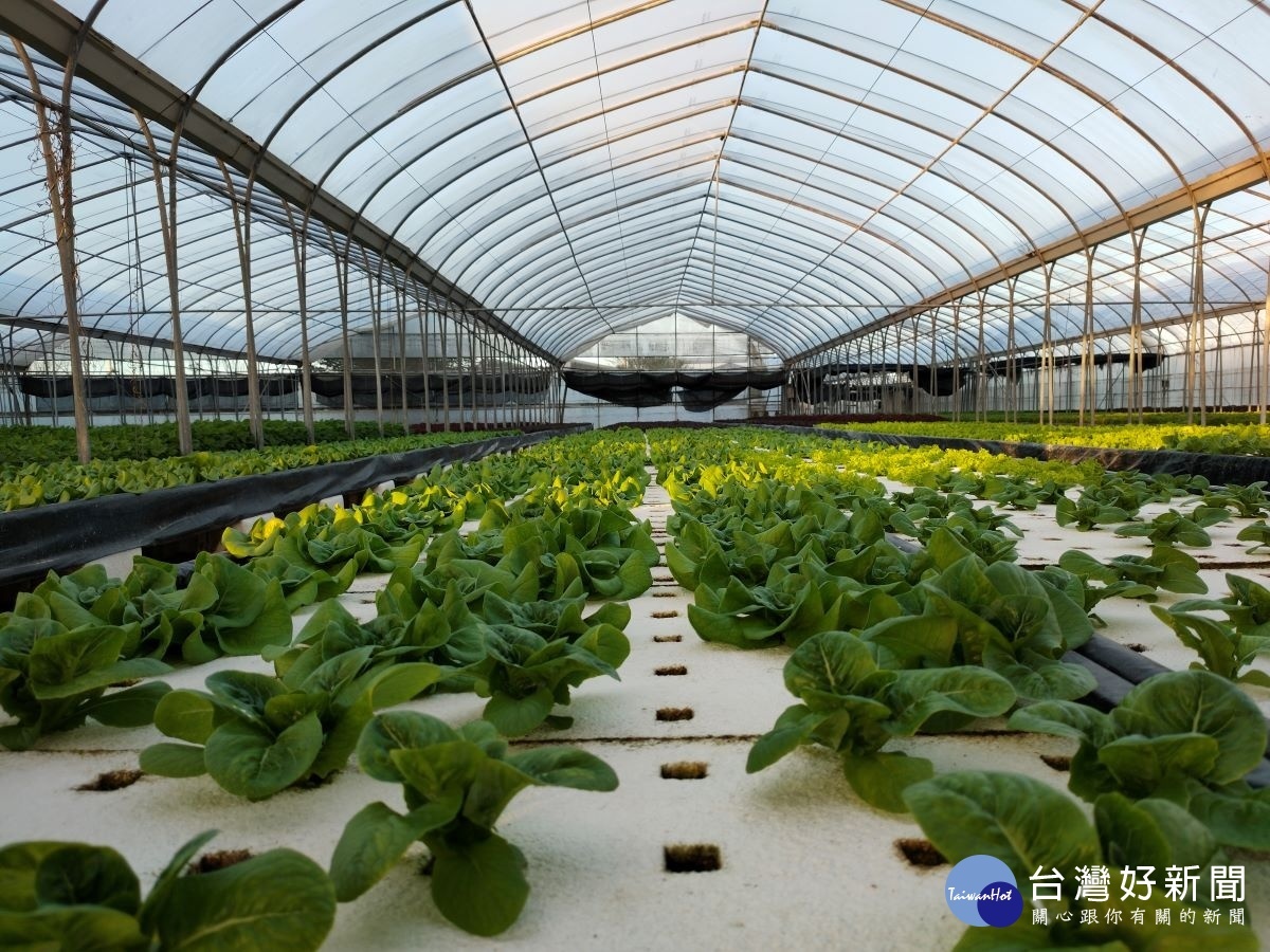 過湖農莊栽培的水耕蔬菜，提供遊客體驗自然農食。圖／記者鄧富珍攝