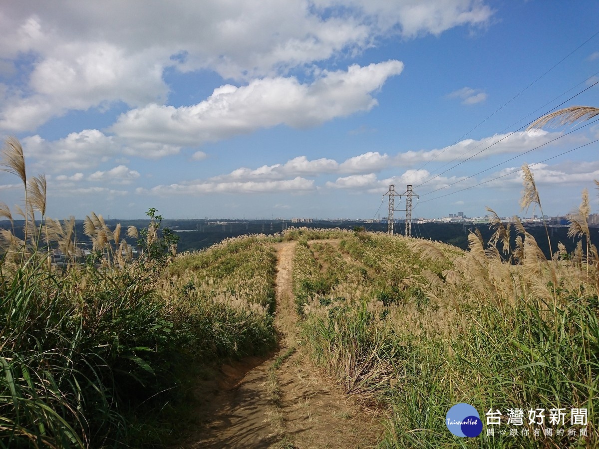 冬季賞芒花「正逢時」　新北賞芒秘境報你知 台灣好新聞 第4張